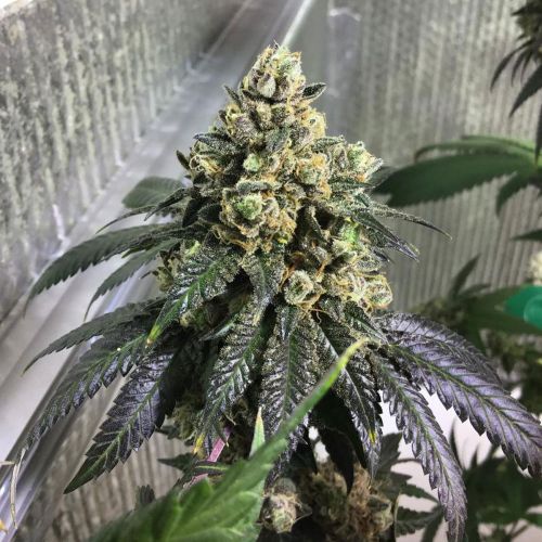 Sherb Biker Regular Cannabis Seeds by Karma Genetics