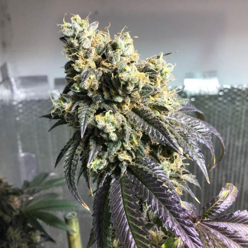 Sherb Biker Regular Cannabis Seeds by Karma Genetics