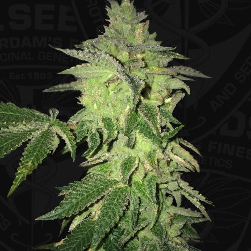 Shiloh Z Female Cannabis Seeds by Massive Creations x T.H.Seeds 