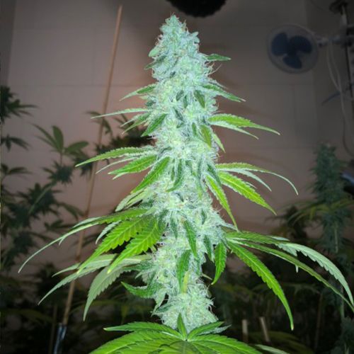 Simple Wedding Cake S1 Female Cannabis Seeds by PhenoFinder Seeds