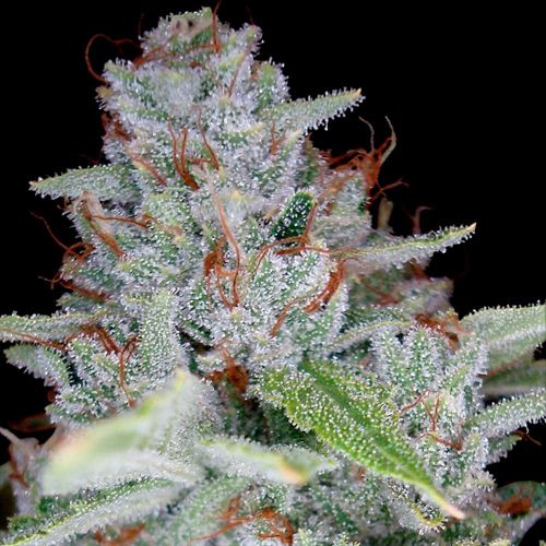 Skywalker Kush Female Weed Seeds by Reserva Privada