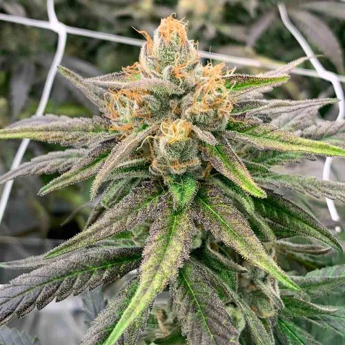 Somali Ghost Train Regular Cannabis Seeds by Rare Dankness