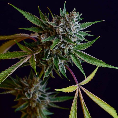 Sour Affie Regular Cannabis Seeds Green Bodhi 