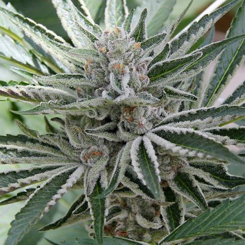 Sour Candy Razzlez Feminized Cannabis Seeds by Seedism