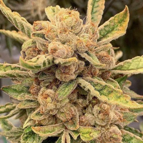 Sour Cuntz Female Weed Seeds by Conscious Genetics 