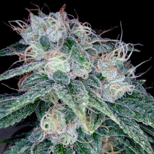 Sour Diesel Female Weed Seeds by DNA Genetics