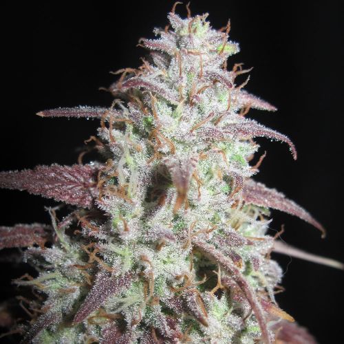 Sour Gob Stopper Regular Cannabis Seeds Ultra Genetics