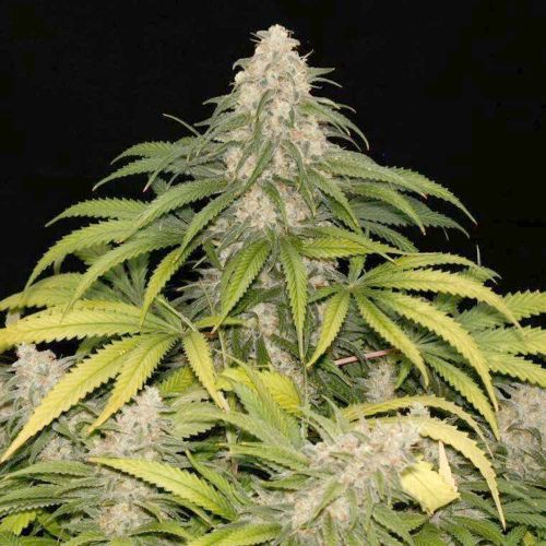 Sour Grape Kush S1 Feminized Cannabis Seeds by Ultra Genetics