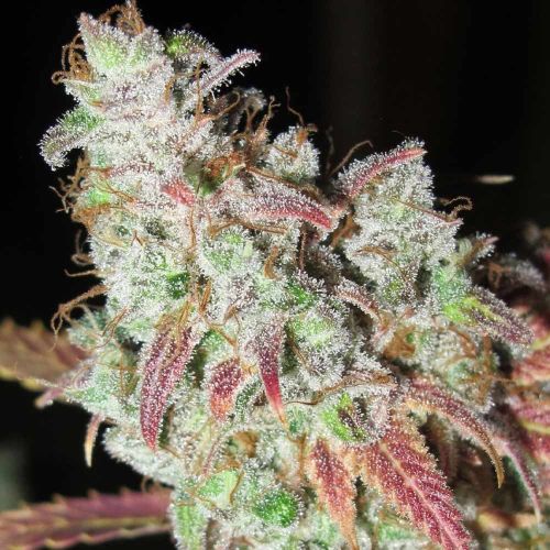 Sour Grape Kush S1 Feminized Cannabis Seeds by Ultra Genetics