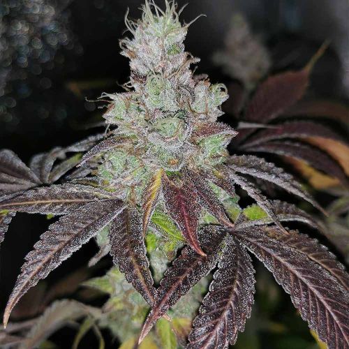 Sour Kuntz Female Cannabis Seeds by Pheno Finders Seeds