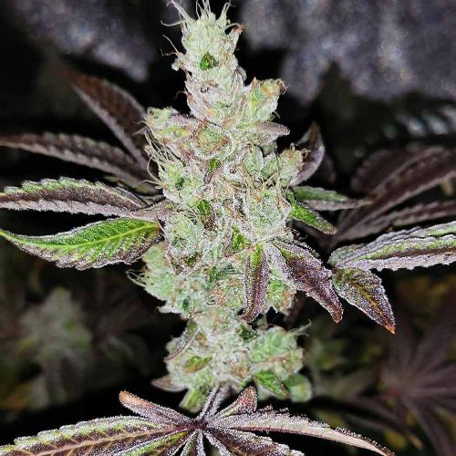 Sour Kuntz Female Cannabis Seeds by Pheno Finders Seeds