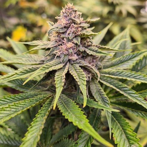 Sour Mckuntz Female Weed Seeds by Conscious Genetics 