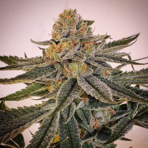 Sour Melon Regular Cannabis Seeds by Karma Genetics