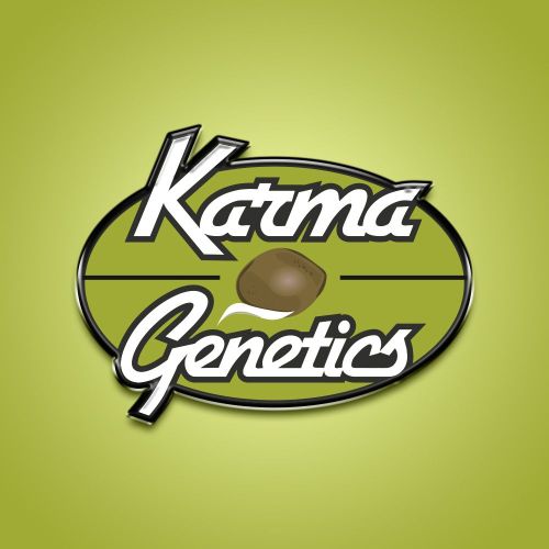 Sour Sweatband OG Regular Cannabis Seeds by Karma Genetics