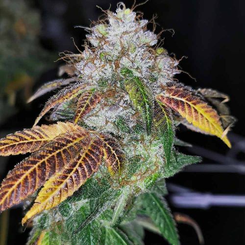 Southern Kunt by Pheno Finder Seeds 
