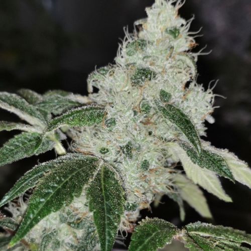 Sowah Sherbert Female Cannabis Seeds by Pheno Finder Seeds