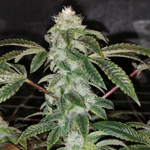 Sowah Sherbert Female Cannabis Seeds by Pheno Finder Seeds