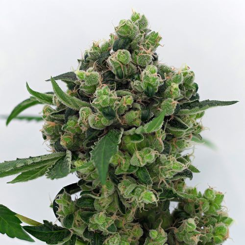 Sowahh Regular Cannabis Seeds by Karma Genetics