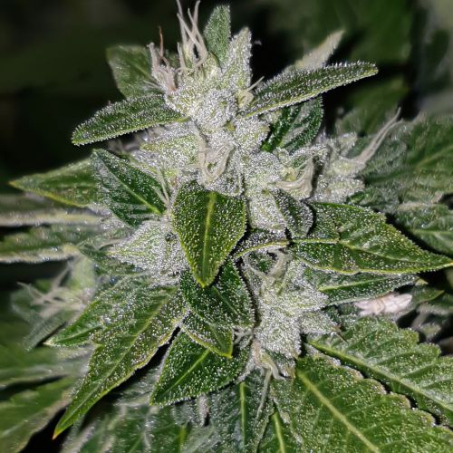 Sowahh Regular Cannabis Seeds by Karma Genetics