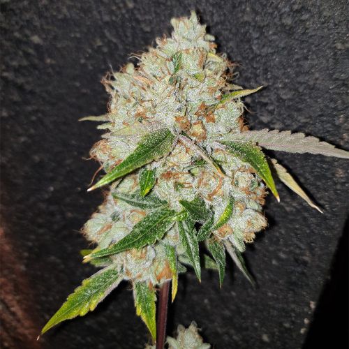 Space Invader Female Cannabis Seeds by Original Big Buddha Family Farm
