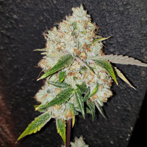 Space Invader Female Cannabis Seeds by Original Big Buddha Family Farm