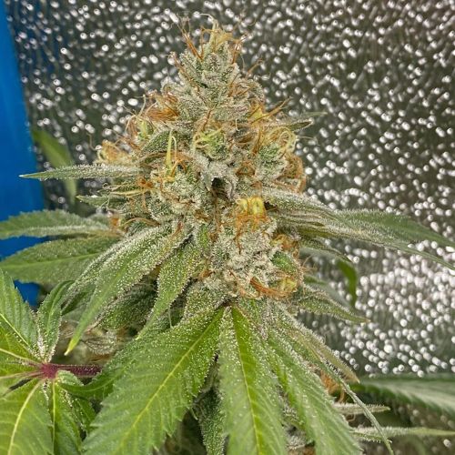 Space Ztone Regular Cannabis Seeds by Dark Horse Genetics