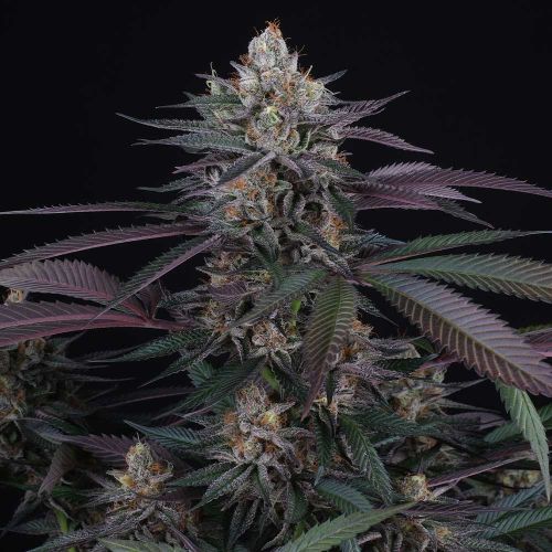 Spritz Female Weed Seeds by Perfect Tree Seeds