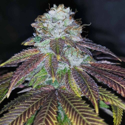 Squirterz Female Cannabis Seeds by Pheno Finders Seeds