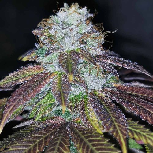 Squirterz Female Cannabis Seeds by Pheno Finders Seeds