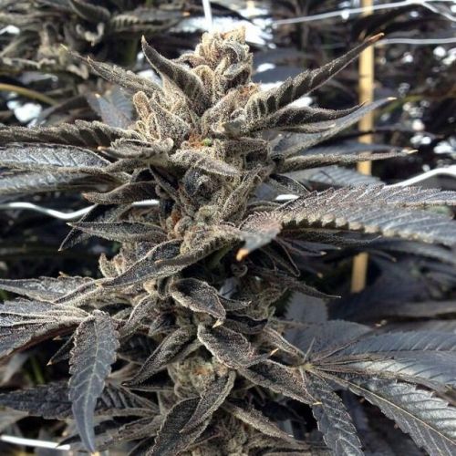Star Killer OG Female Cannabis Seeds by Rare Dankness