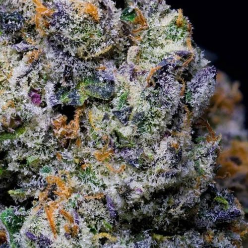 Purple Pop Rocks Feminized Cannabis Seeds by StarFire Genetix