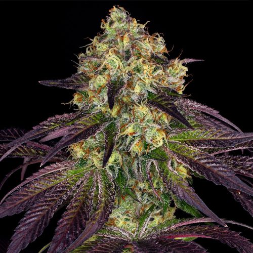 Stracciatella Female Cannabis Seeds by T.H.Seeds - a.k.a Dosidos x SBC