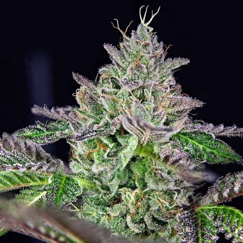 Strawmelon Female Weed Seeds by Grateful Seeds