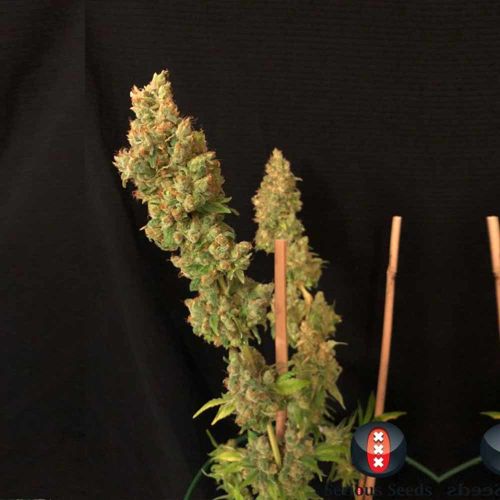 Strawberry AK Female Cannabis Seeds by Serious Seeds 