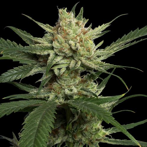 Strawberry Banana Female Weed Seeds by Reserva Privada