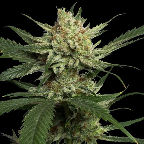 Strawberry Banana Female Weed Seeds by DNA Genetics