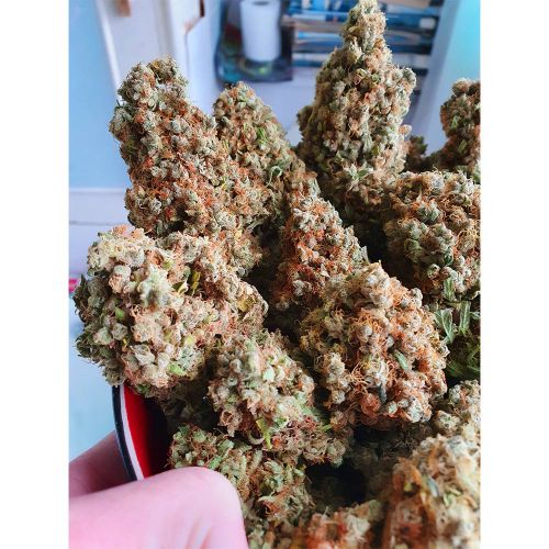 Strawberry Cane Female Cannabis Seeds by Holy Smoke Seeds 