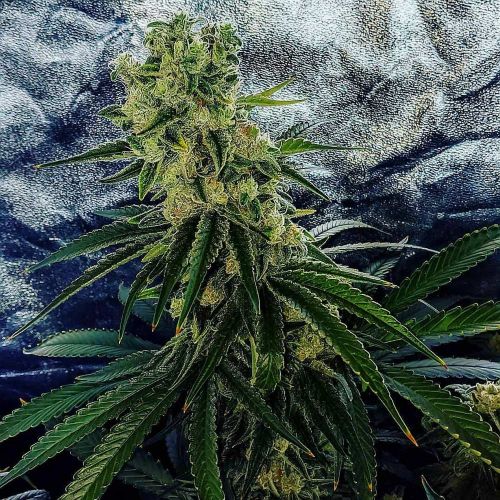 Strawberry Dawg Pound Female Cannabis Seeds by Holy Smoke Seeds