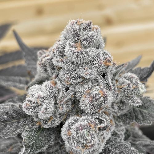 Strawberry Gummies Feminized Cannabis Seeds by Grounded Genetics
