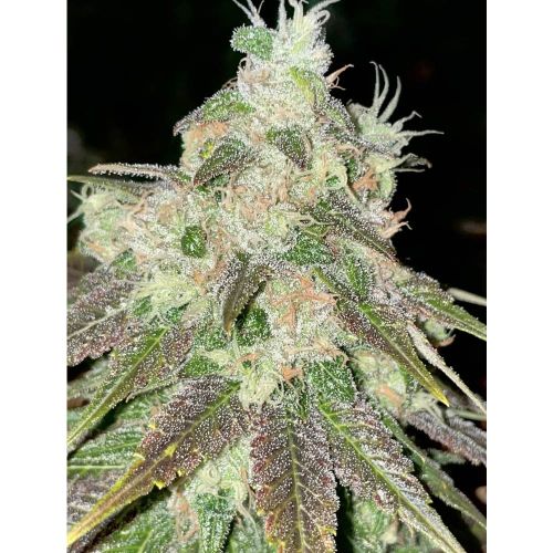 Strawberry Jacuzzi Feminized Cannabis Seeds by Rare Dankness