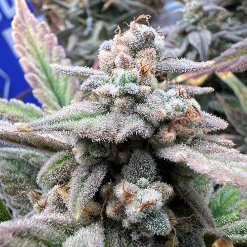 Strawberry Milk and Qookies Remix Auto Seeds by Dark Owl Seeds