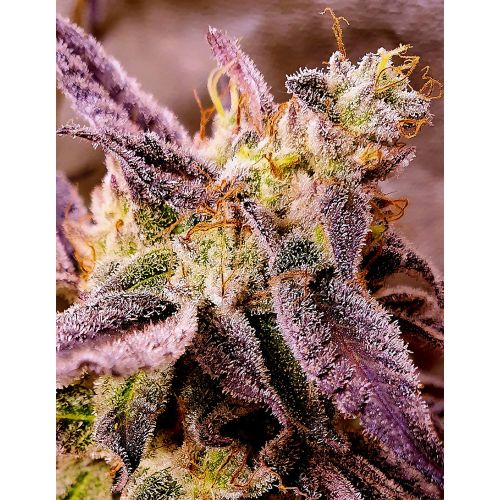 Strawberry Oreoz Female Cannabis Seeds by Holy Smoke Seeds