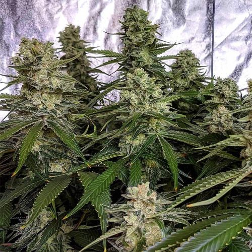 Strawberry Dawg Pound Female Cannabis Seeds by Holy Smoke Seeds