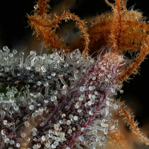 Strawberry Skrilla Feminized Cannabis Seeds by Compound Genetics