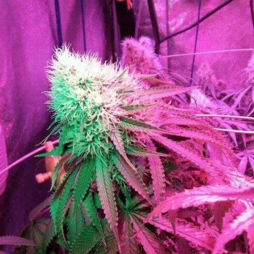 Strawberry StarDawg Female Cannabis Seeds by Holy Smoke Seeds