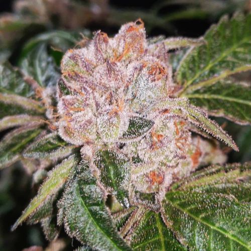 Strawberry Wedding Cake Female Cannabis Seeds by Holy Smoke Seeds