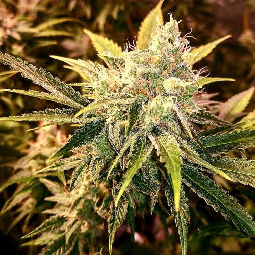 Strawberry Wedding Cake Female Cannabis Seeds by Holy Smoke Seeds