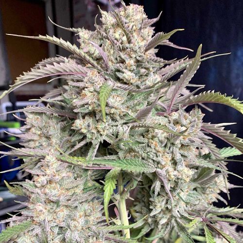 Strawnana Auto Cannabis Seeds by Crockett Family Farms