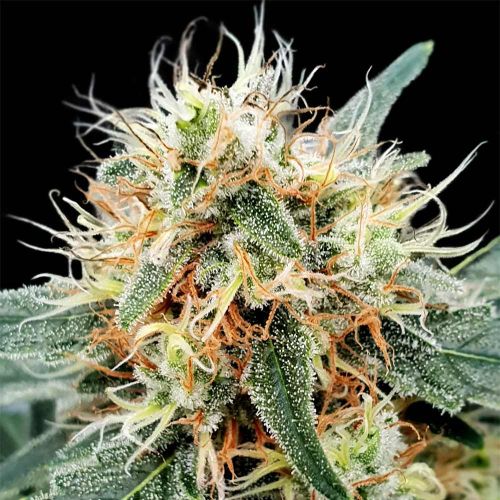 Stromboli Auto Flowering Cannabis Seeds by Paradise Seeds
