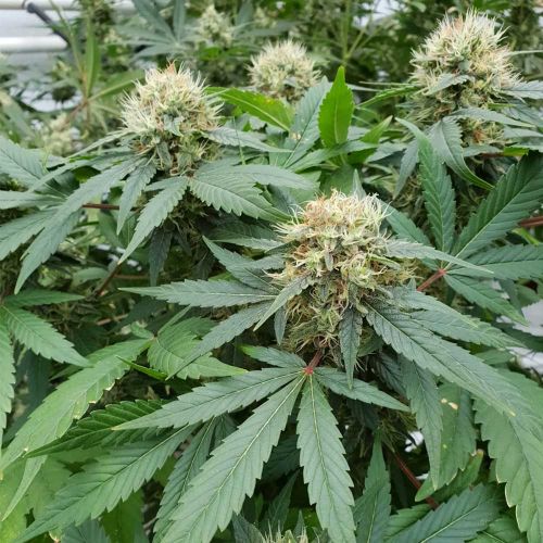 Stromboli Auto Flowering Cannabis Seeds by Paradise Seeds